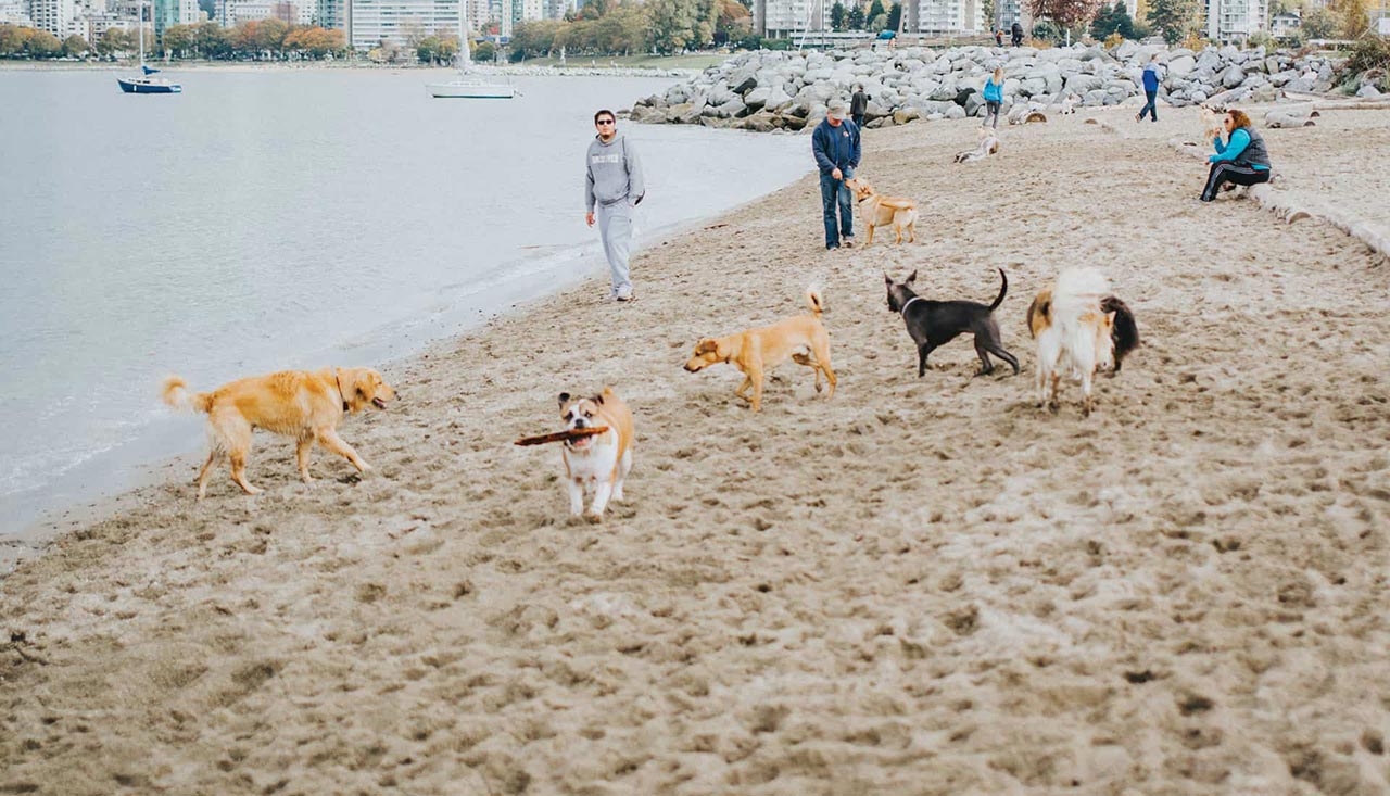Photos A Weekend at Kitsilano's OffLeash Dog Beach Vancouver Magazine
