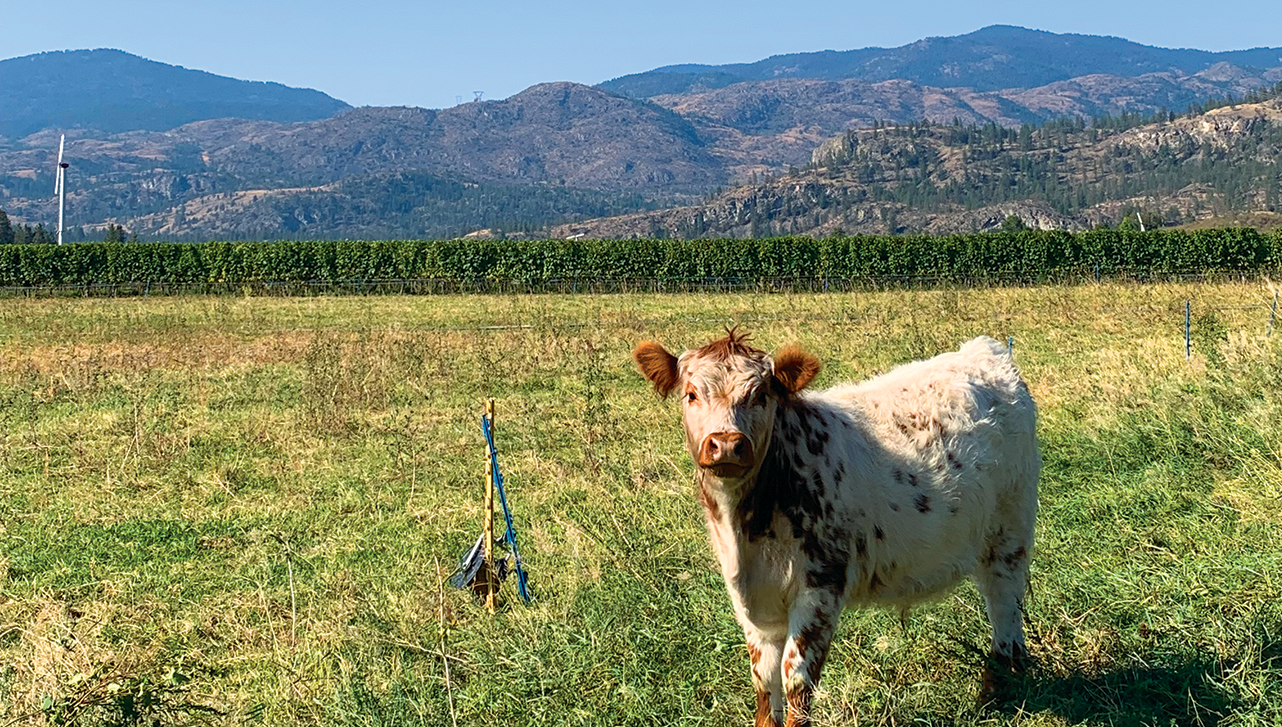 A cow in a field with mountains in the distance