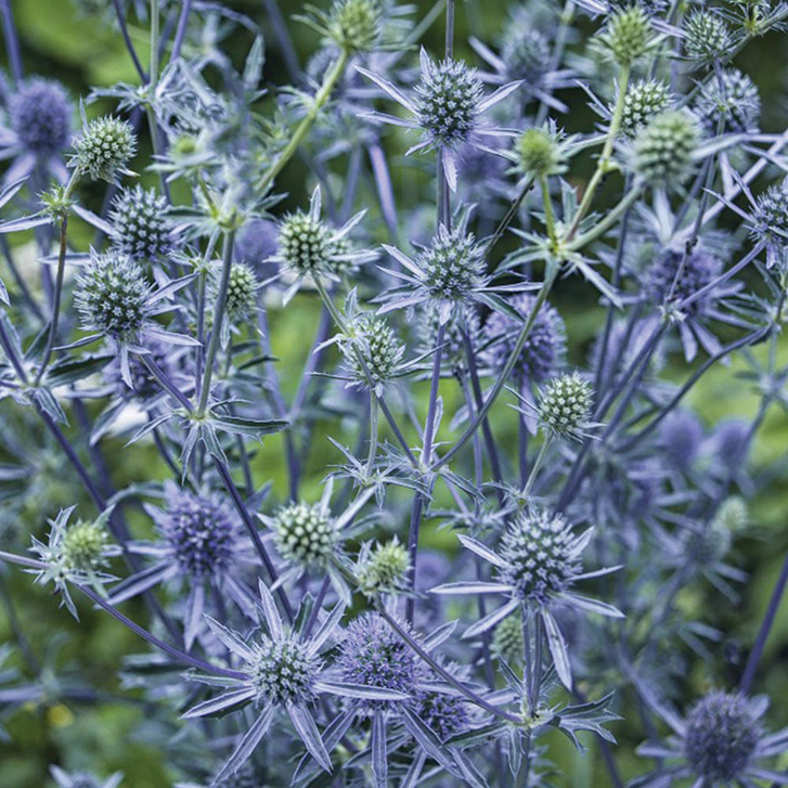 Eryngium