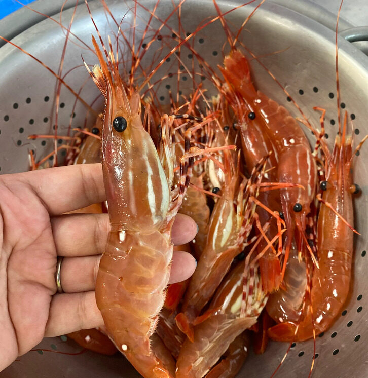 hand holding a spot prawn in a collinder of prawns