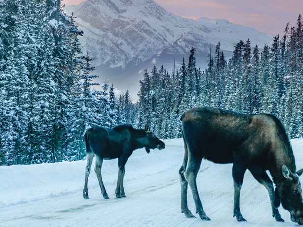 Two moose on a snowy road in Jasper, Alberta.