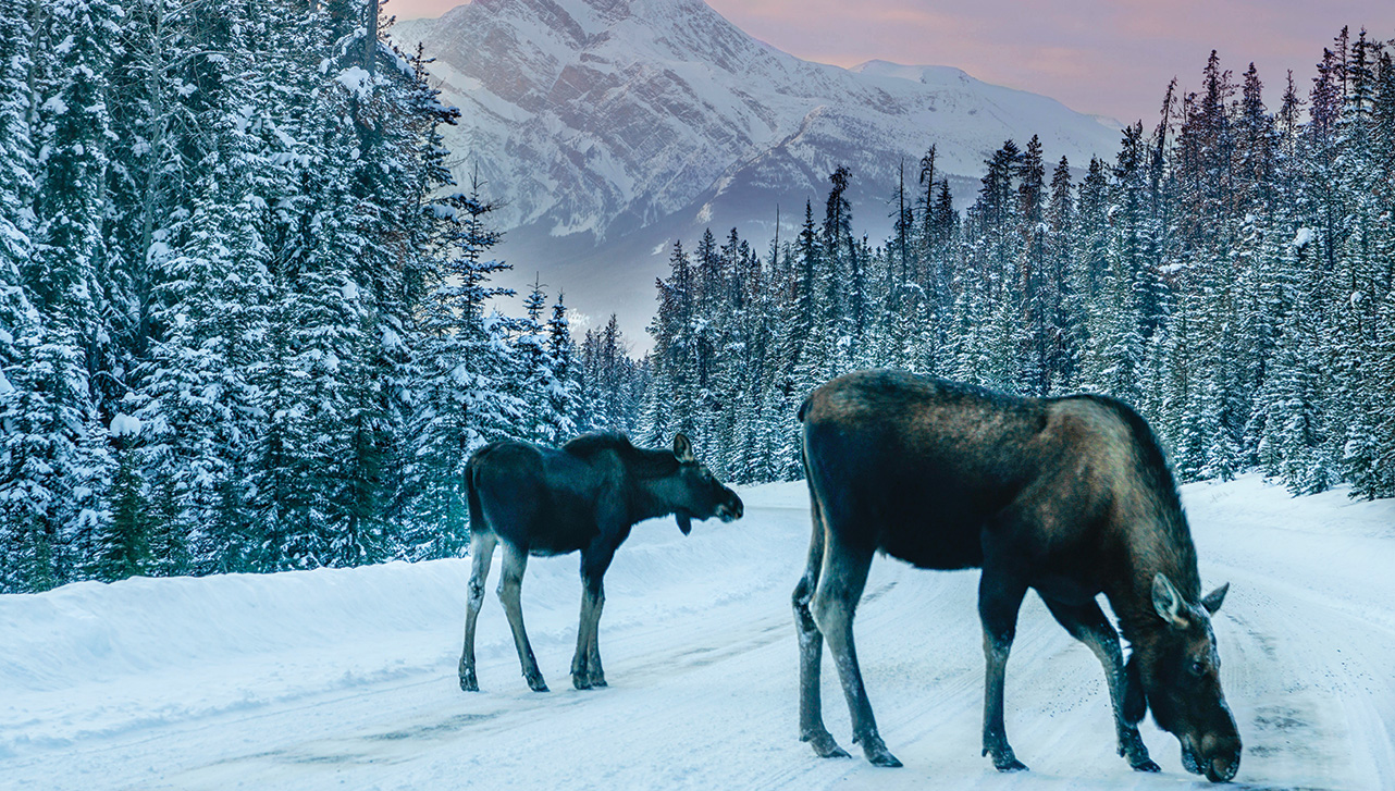Two moose on a snowy road in Jasper, Alberta.