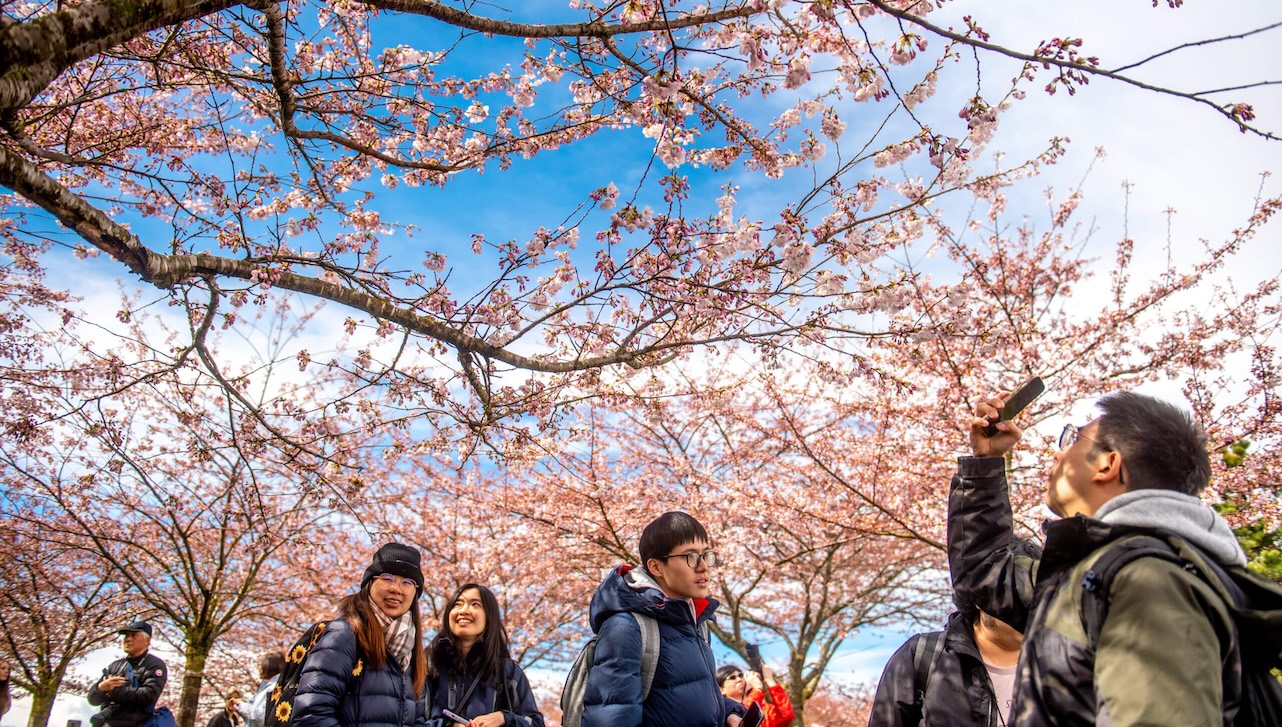 Cherry blossoms frame Vancouver's urban landscape, creating picture-perfect photo opportunities throughout the city. Photo: Vancouver Cherry Blossom Festival