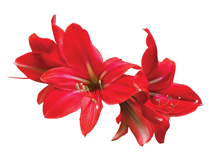 Amaryllis