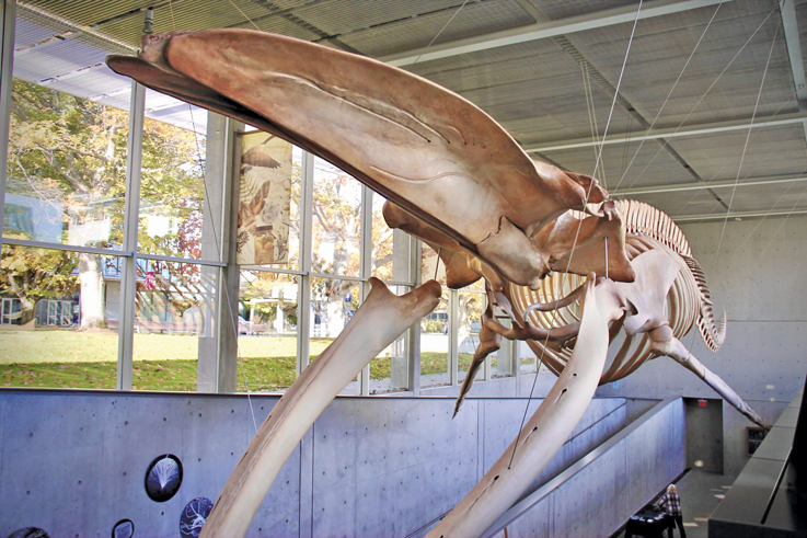 giant whale skeleton 