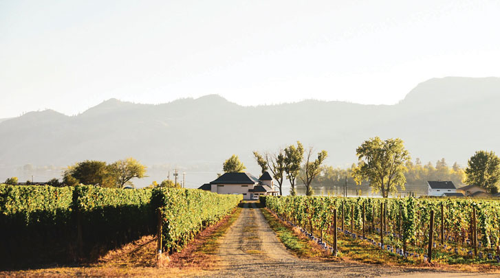 The vineyard at Lakeside Cellars. A picturesque vineyard stretches out towards the horizon with rows of lush green grapevines lining a dirt path leading to a distant farmhouse. The background features softly rolling hills and a clear, bright sky, evoking a serene, peaceful atmosphere.