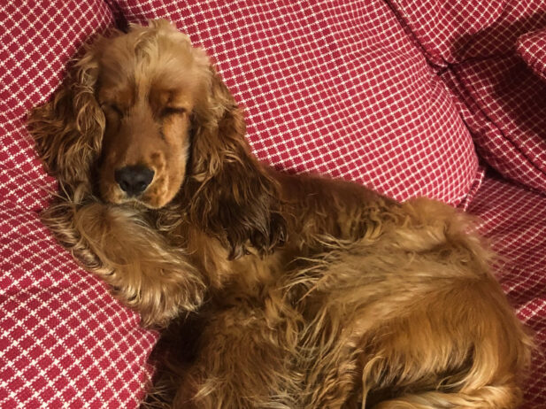 dog laying on checkered pillow