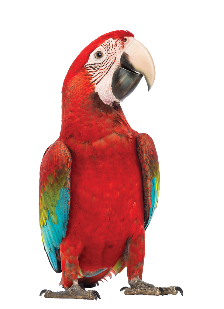 Green-winged Macaw, Ara chloropterus, in front of white background
