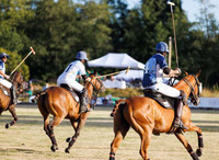 polo in southlands