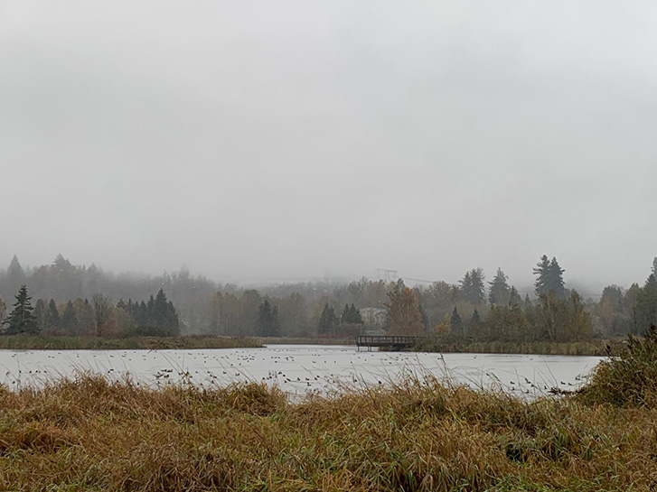 ducks on a small lake