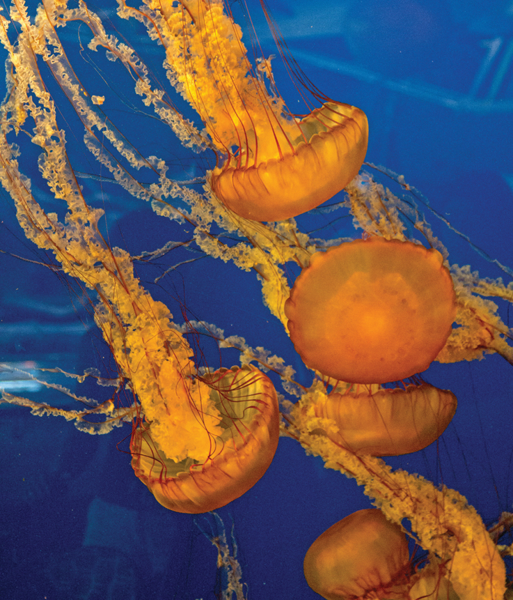 jellyfish 
