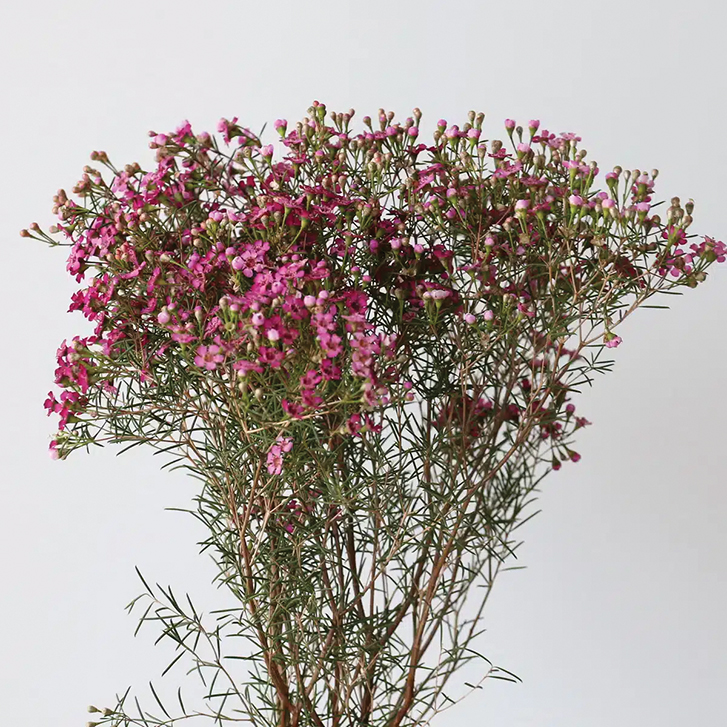 Waxflower